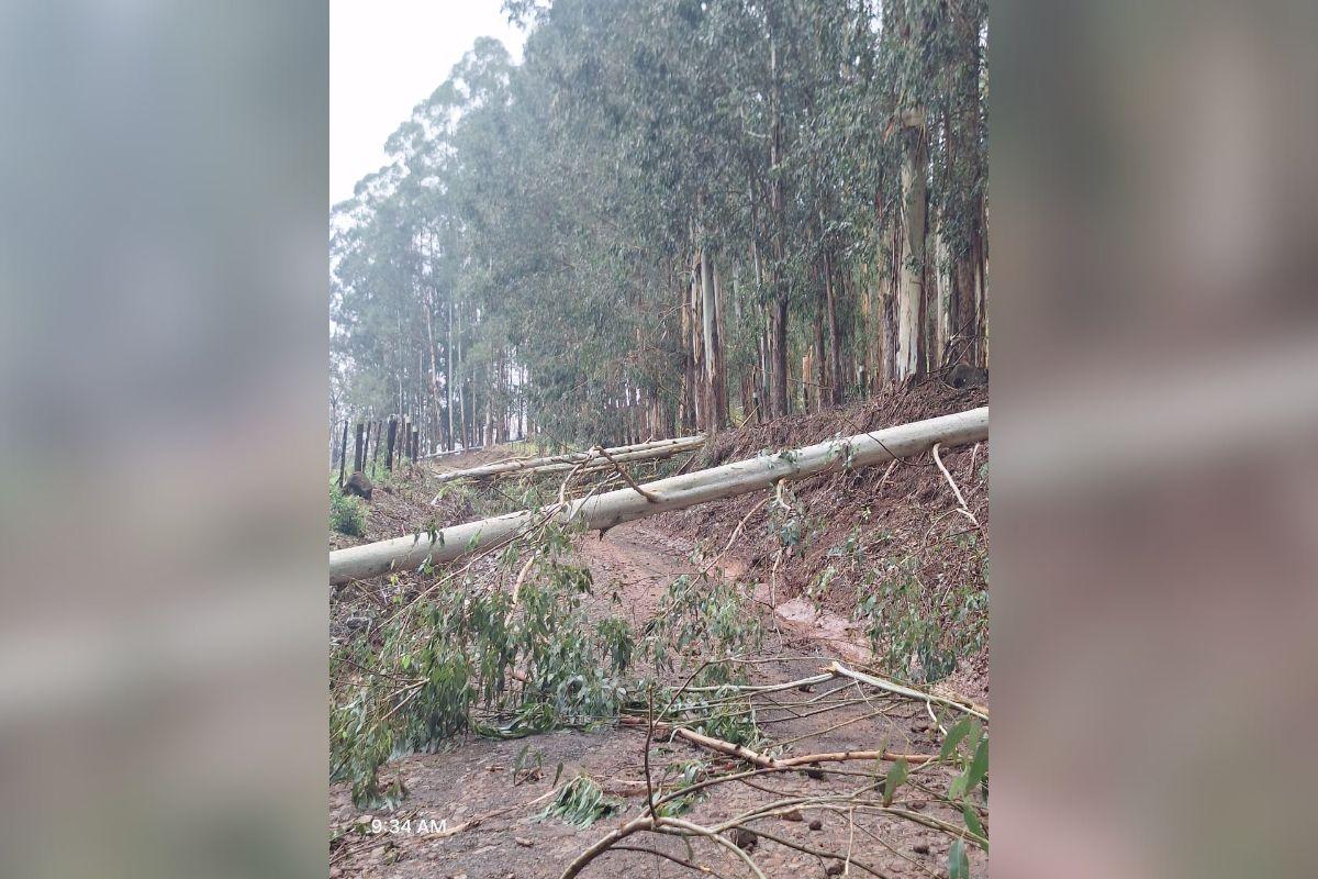 Um temporal com fortes ventos e muita chuva deixou estragos em So Miguel do Oeste no Extremo-Oeste do estado municpio contabiliza os prejuzos - DivulgaoPrefeitura de So Miguel do Oeste